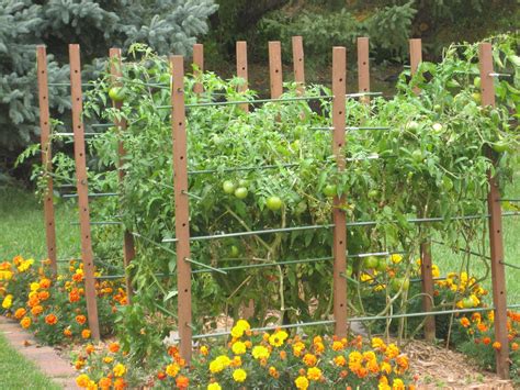 Harnessing the Magic: Elevation Techniques for Tomatoes